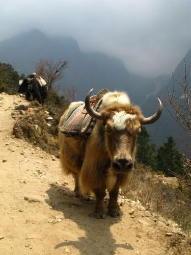 Nepal_00217.jpg