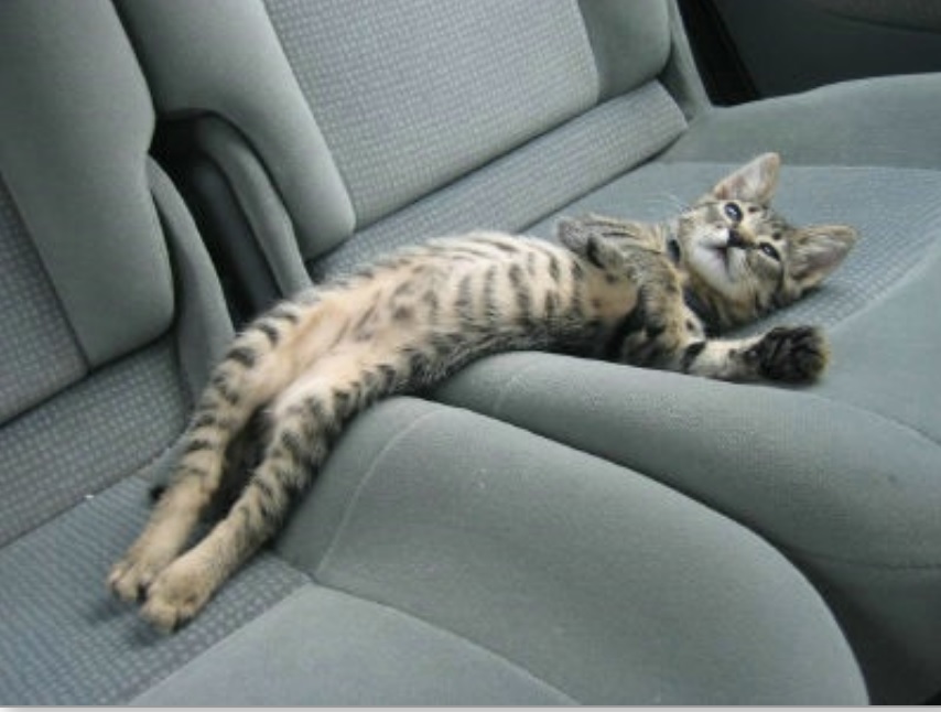 Котик.jpg
