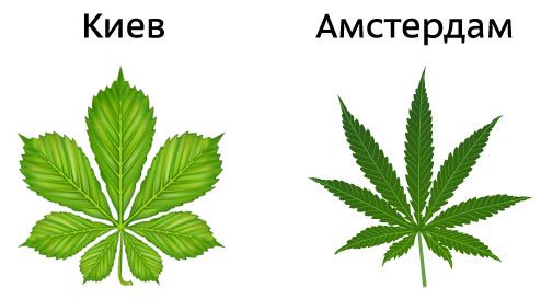 то киевляне неправильные каштаны курят    :) :)  :)