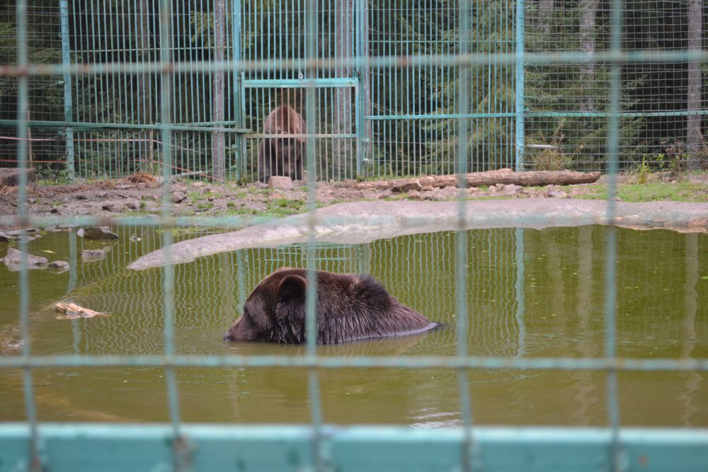DSC_1231.JPG
